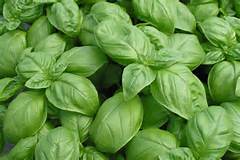 Basil, Pesto (Ocimum basilicum) Non Native