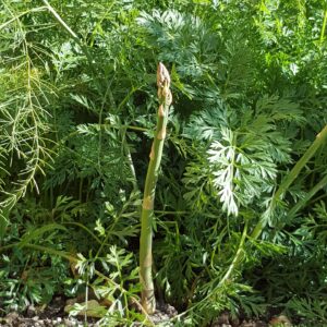 Asparagus (Asparagus officinalis) Naturalized
