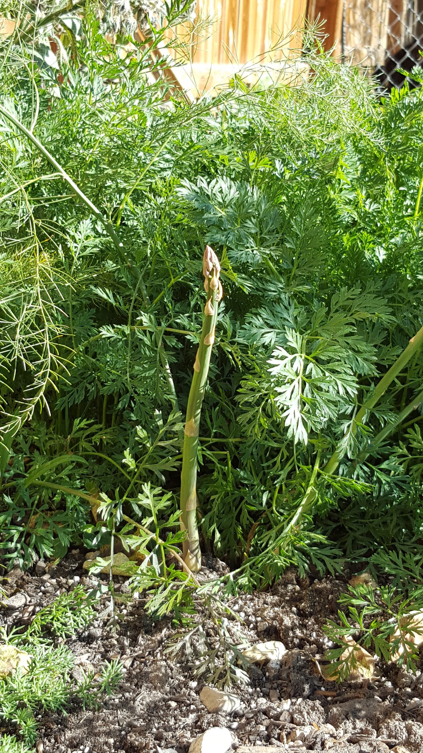 Asparagus (Asparagus officinalis) Naturalized