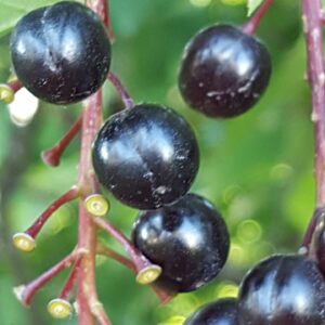 Chokecherry (Prunus virginiana) Alberta Native