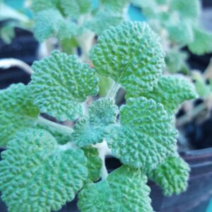 White Horehound (Marrubium vulgare)  Naturalized