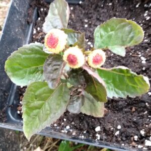 Buzz Buttons/Toothache Plant (Spilanthes achmella) Non Native