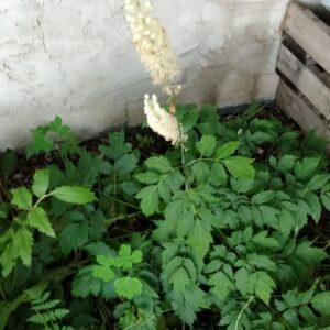 Black Cohosh (Cimifuga/Actaea racemosa) Canada Native