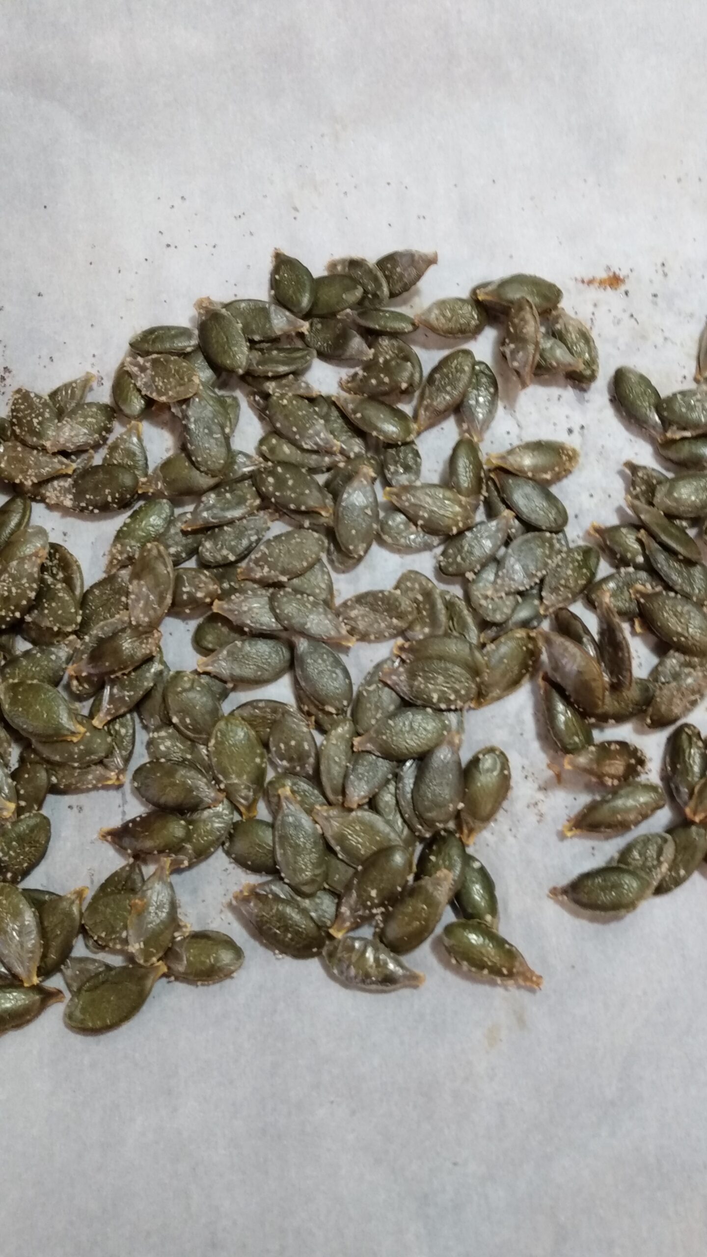 Styrian Pumpkin (Cucurbita pepo styriaca)