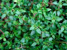Thyme (Thymus vulgaris) Non Native