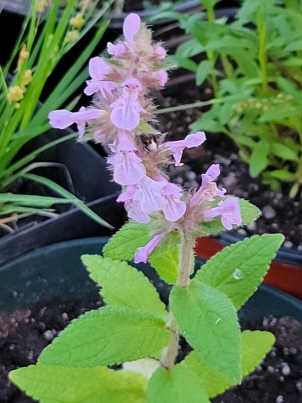 Marsh Woundwort (Stachys pilosa) Alberta Native