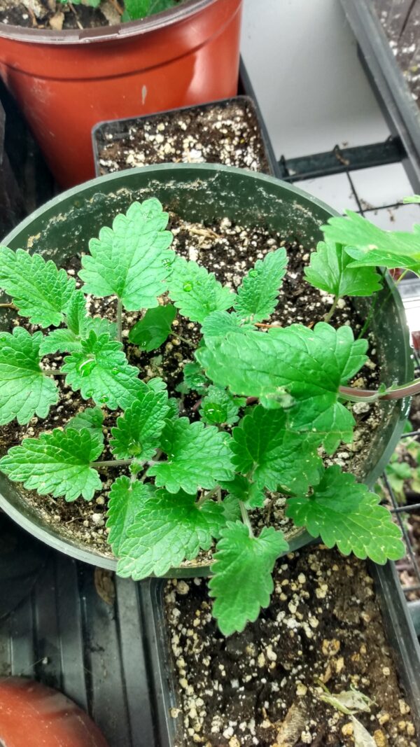 Catnip (Nepeta Cataria) Non Native