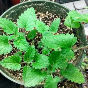 Catnip (Nepeta Cataria) Non Native