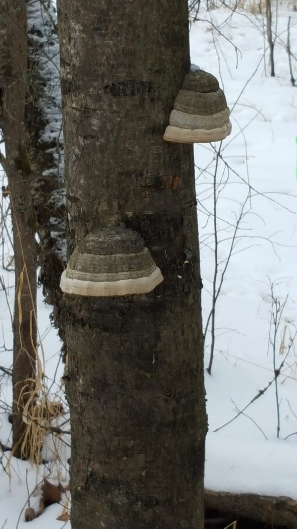 Guided Nature Tour - Image 3