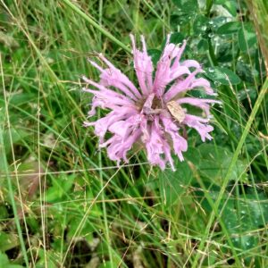 Wild Bergamot (Monarda fistulosa) Alberta Native