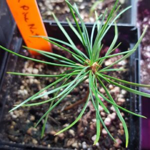 Korean Pine Nut (Pinus koraiensis) Non Native