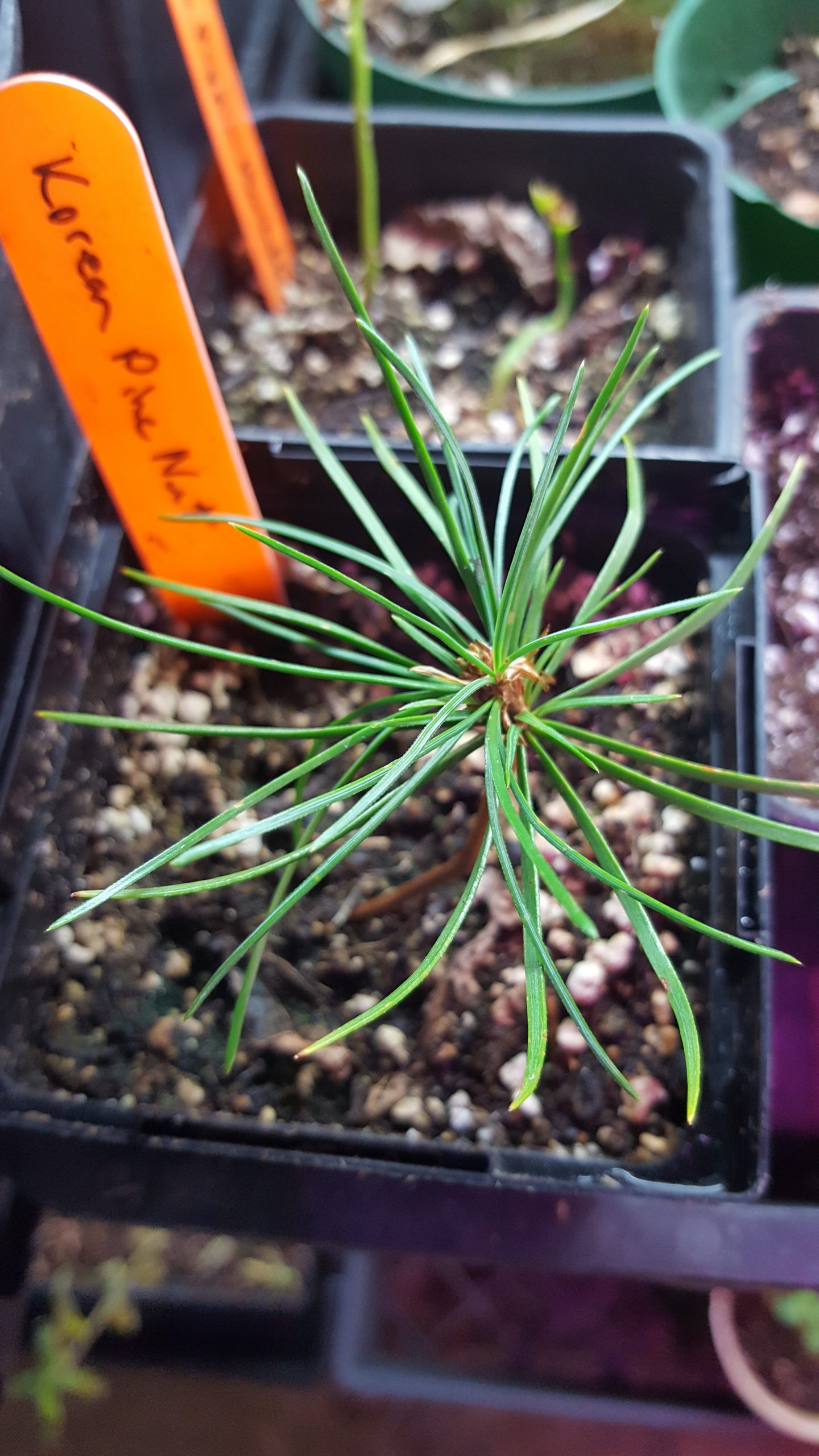 Korean Pine Nut (Pinus koraiensis) Non Native