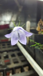Harebell Flower
