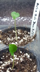 Jack In The Pulpit Seedlings