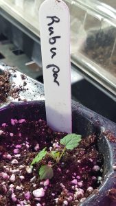 Thimbleberry Seedling