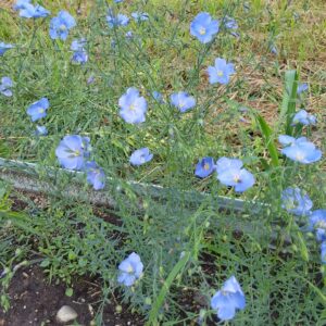 Wild Blue Flax (Linum lewisii) Alberta Native