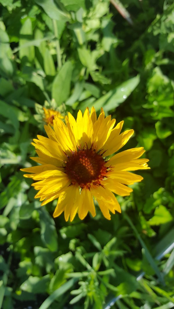 Blanketflower (Gaillardia aristata) Alberta Native