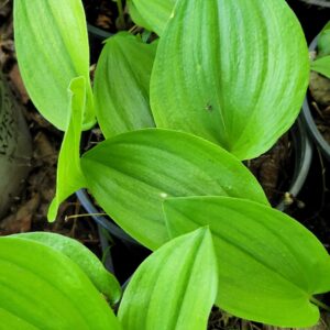 Canada Mayflower/Canada Lily of the Valley (Maianthemum canadensis) Alberta Native