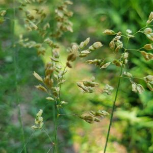 Sweet Grass (Hierochloe odorata) Alberta Native