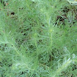Fringed Sagewort (Artemisia frigida) Alberta Native