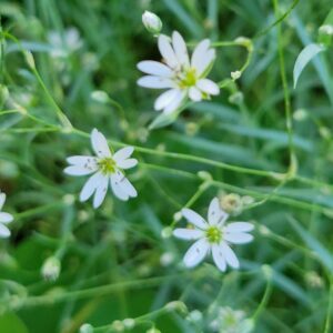 Long Stalked Chickweed (Stellaria longipes) Alberta Native