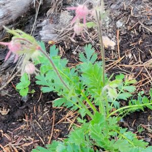 Prairie Smoke (Geum triflorum) Alberta Native