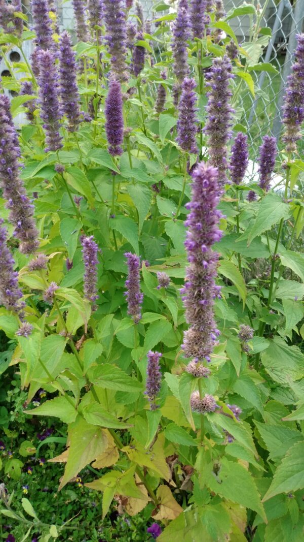 Giant/Anise Hyssop (Agastache foeniculum) Alberta Native