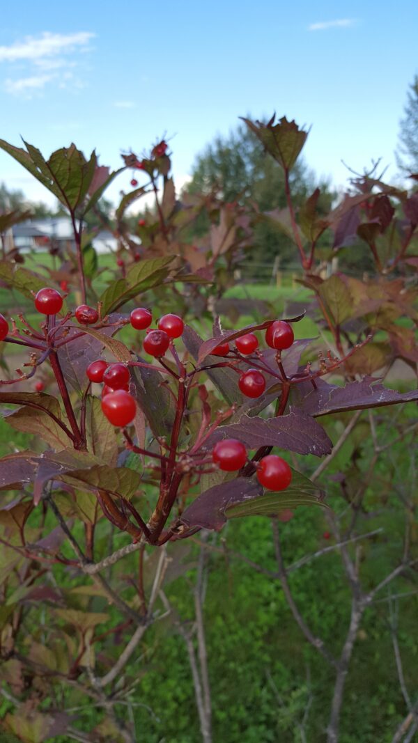 Cranberry, Highbush (Viburnum opulus) Alberta Native