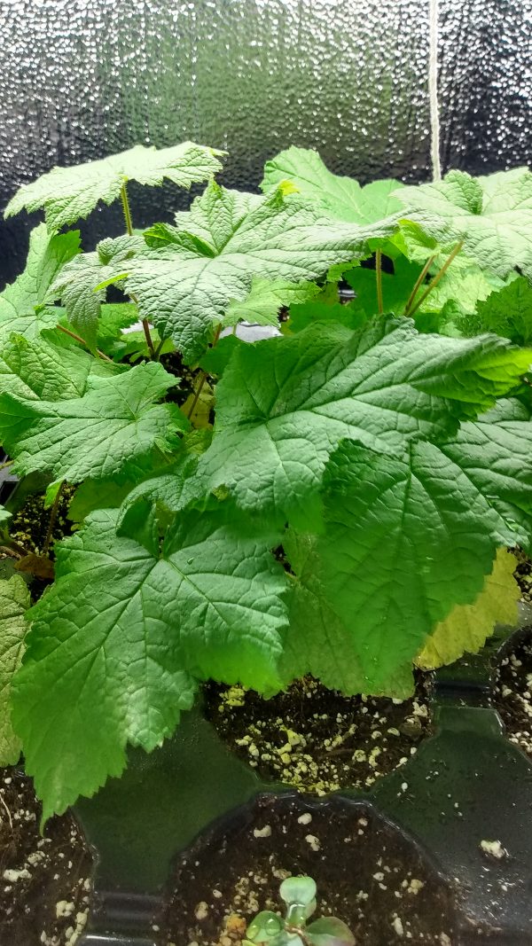 Thimbleberry (Rubus parviflorus) Alberta Native