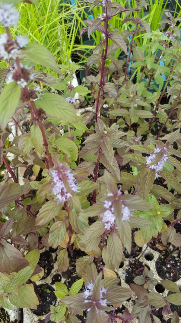 Mint, Wild (Mentha canadensis) Alberta Native