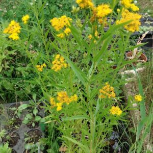 Grass Leaved Goldenrod (Euthamia graminifolia) Alberta Native