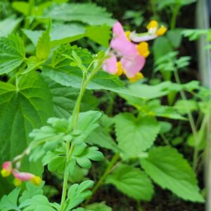 Corydalis, Pink/Rock Harlequin (Capnoides sempervirens) Alberta Native