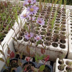 Aster, Fringed/Lindley's (Symphyotrichum ciliolatum) Alberta Native