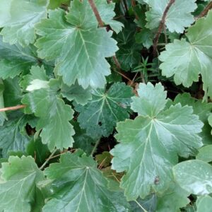Alumroot, Prairie (Heuchera richardsonii) Alberta Native