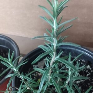 Rosemary (Rosmarinus officinalis) Non Native