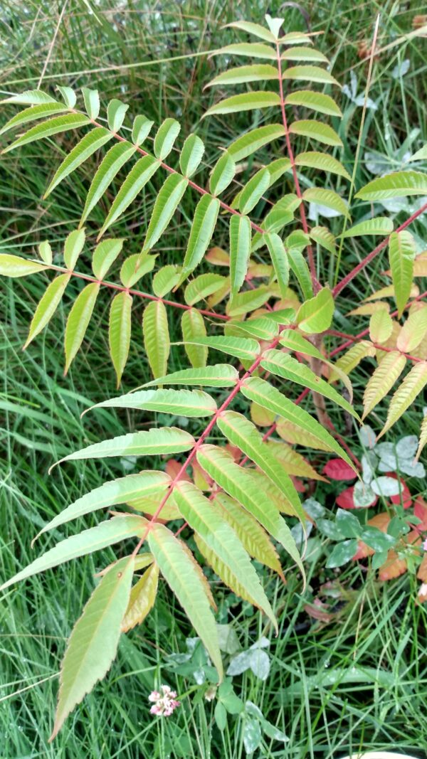 Sumac, Staghorn (Rhus typhina) Canada Native