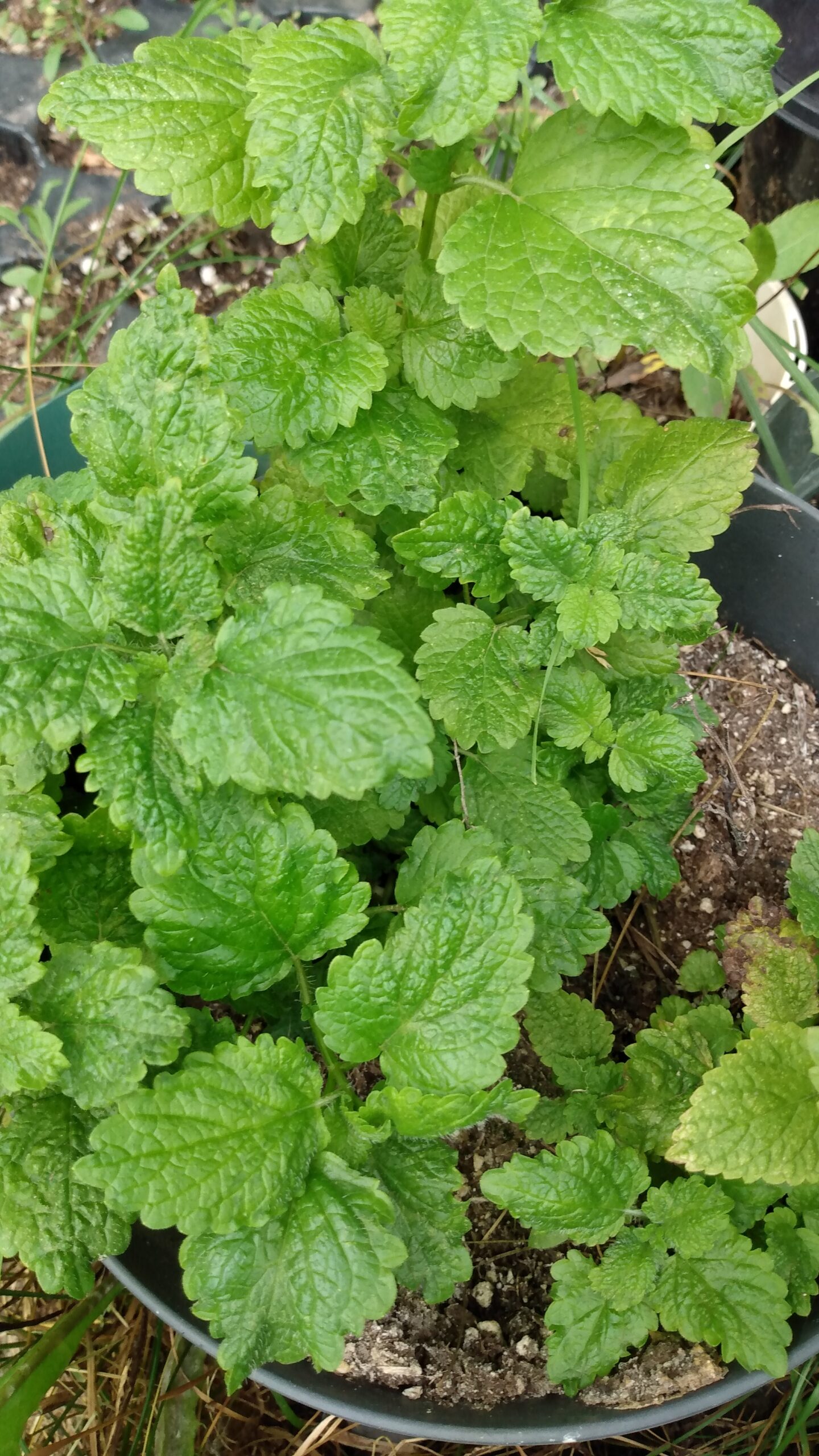 Lemon Balm (Melissa officinalis) Non Native