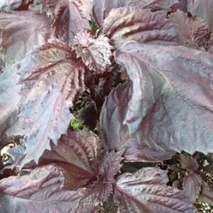 Shiso, Purple (Perilla frutescens) Non Native
