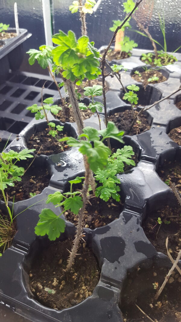 Gooseberry, Wild (Ribes oxyacanthoides) Alberta Native