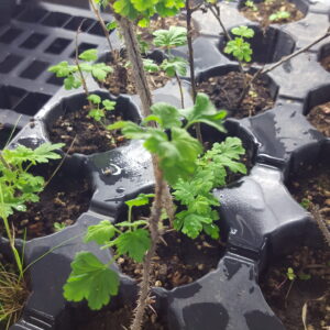 Gooseberry, Wild (Ribes oxyacanthoides) Alberta Native