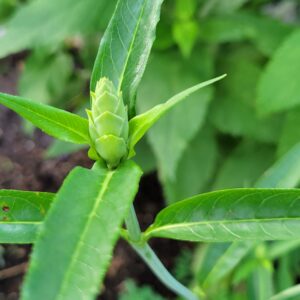 Common Turtlehead (Chelone glabra) Canada Native
