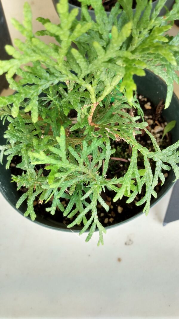 Juniper, Creeping (Juniperus horizontalis) Alberta Native