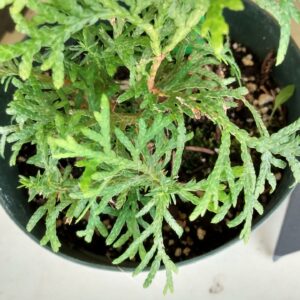 Juniper, Creeping (Juniperus horizontalis) Alberta Native