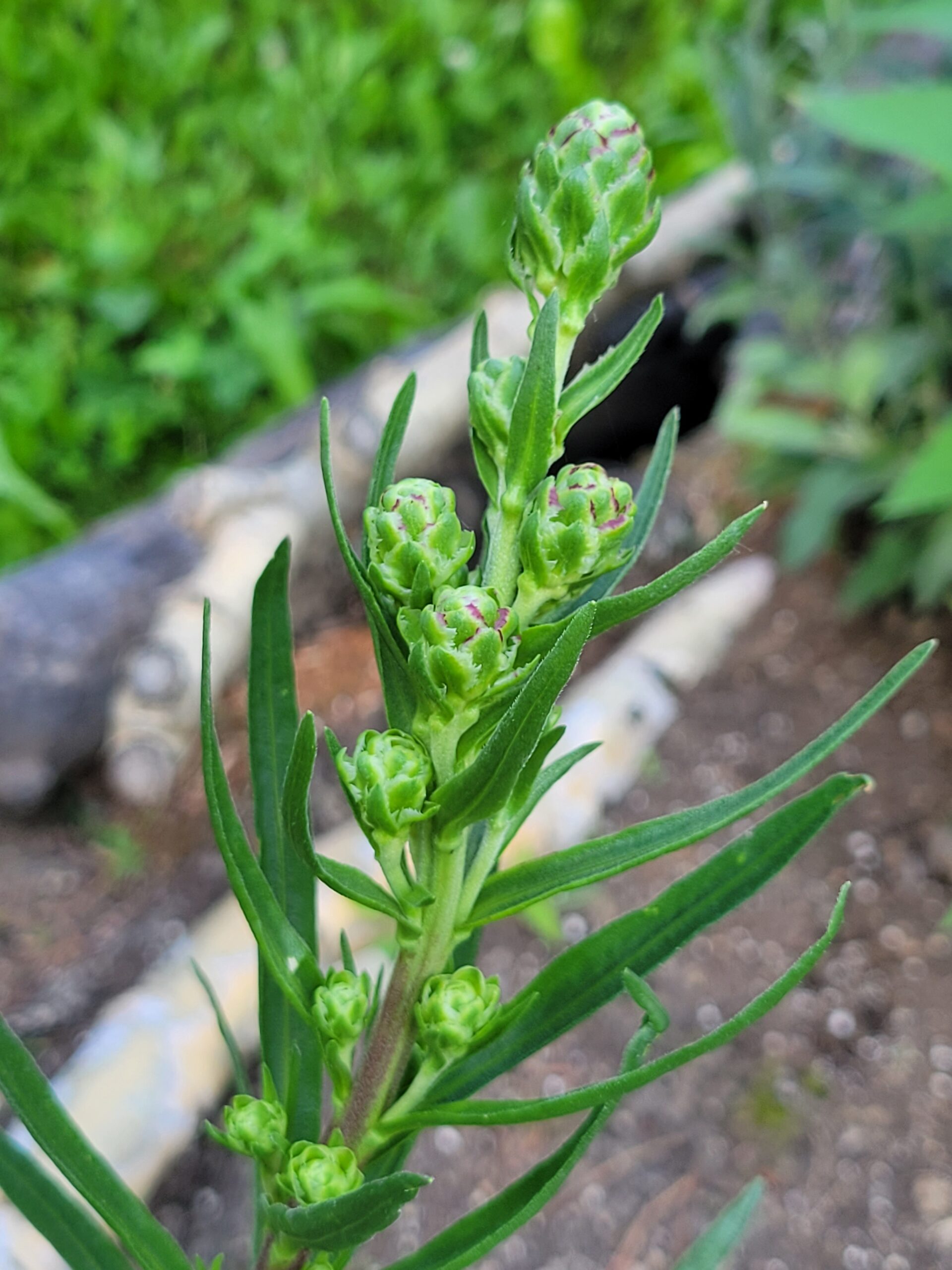 Meadow Blazing Star (Liatris Ligulistylis) Alberta Native - Image 2