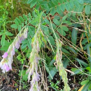 Alpine Sweetvetch (Hedysarum alpinum) Alberta Native