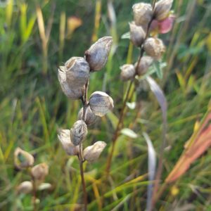 Yellow Rattle (Rhinanthus minor) Alberta Native