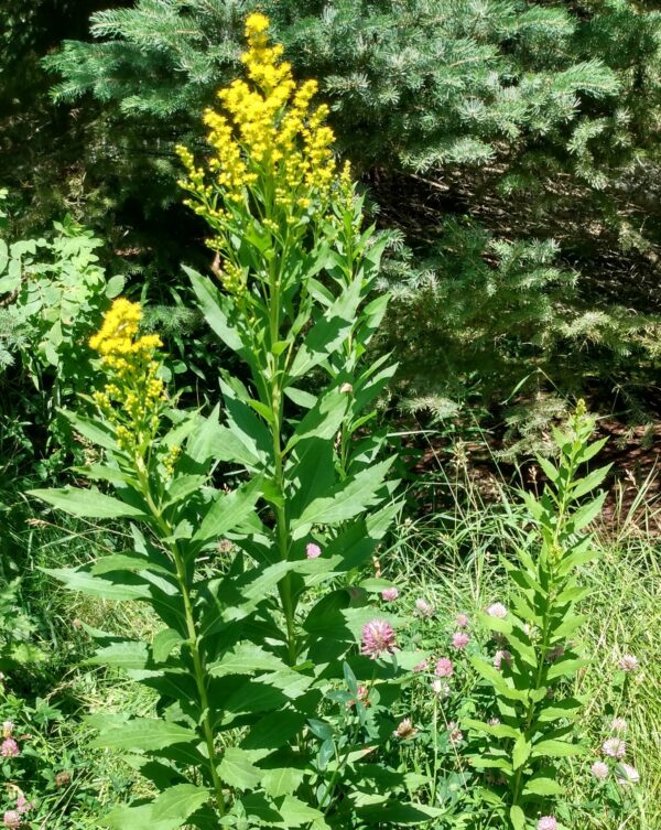 Goldenrod, Giant (Solidago gigantea) Alberta Native