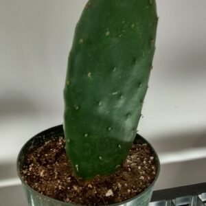 Eastern Prickly Pear (Opuntia humifusa) Canada Native