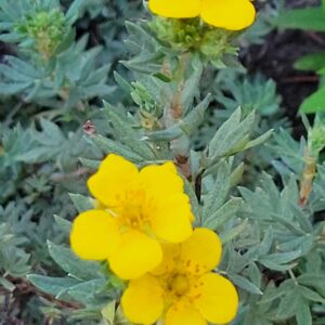 Shrubby Cinquefoil (Dasiphora fruticosa) Alberta Native