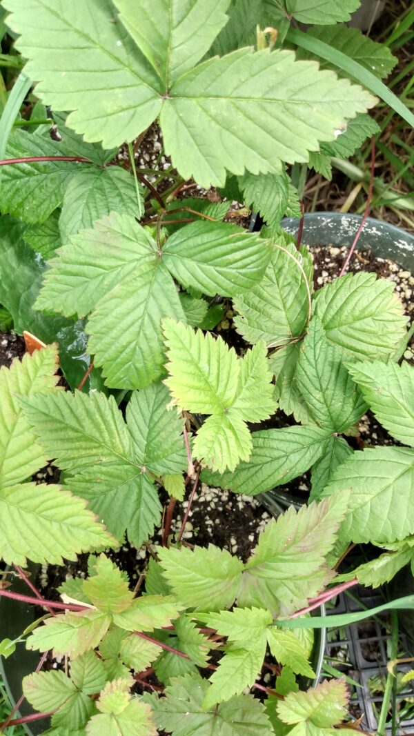 Dewberry (Rubus pubescens) Alberta Native